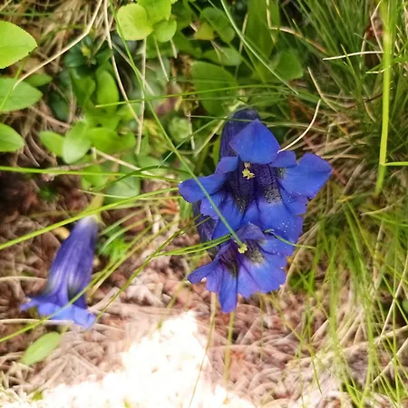 B&b,bergheimat Oase ベッド・アンド・ブレックファスト Irschen