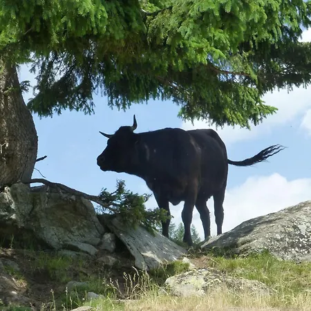 B&b,bergheimat Oase *