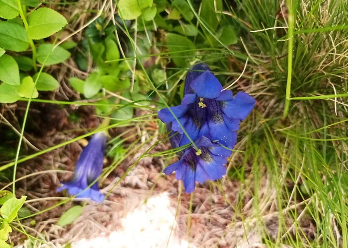 B&b,bergheimat Oase Frühstückspension Irschen