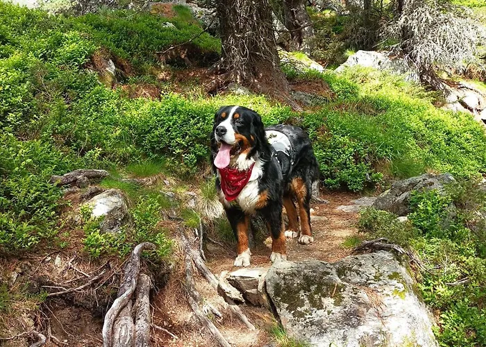 Frühstückspension B&b,bergheimat Oase