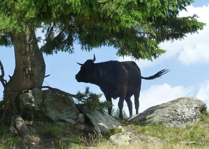 B&b,bergheimat Oase *