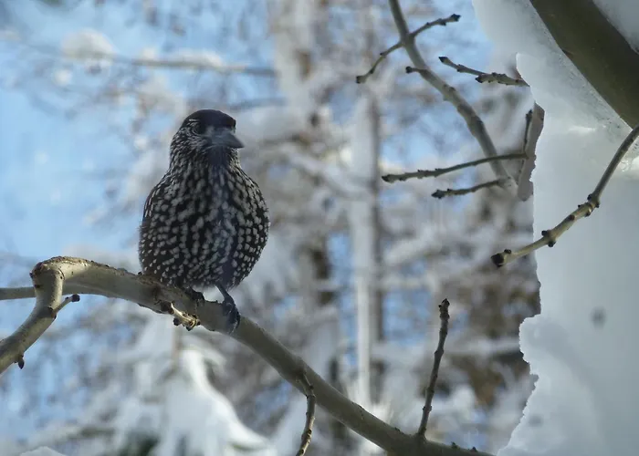 B&b,bergheimat Oase Frühstückspension *