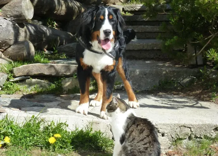 B&b,bergheimat Oase Frühstückspension